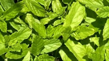 Arka planda nane veya fesleğen yaprakları