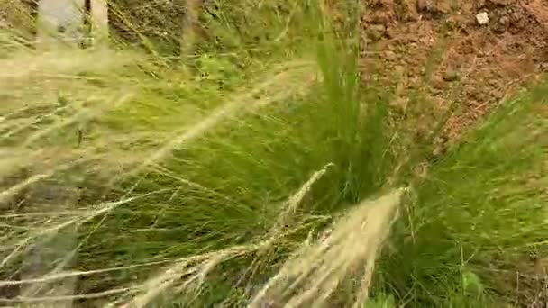 Plume Herbe Aiguille Herbe Nassella Tenuissima Dans Vent — Video