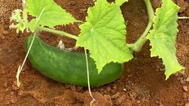 Große Lange Frische Gurkensetzlinge Die Auf Offenem Boden Garten Wachsen — Stockvideo