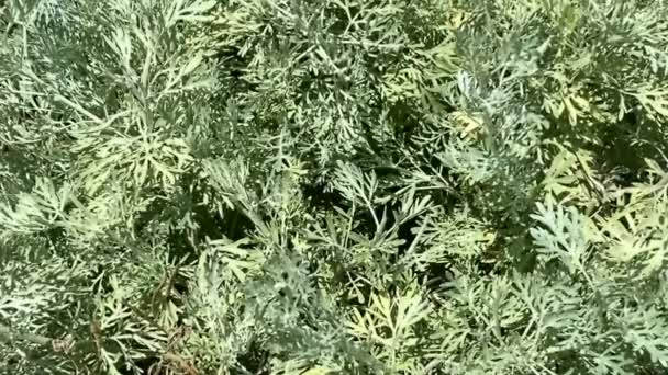 Sagebrush Vagyok Füvet Abszintért Artemisia Arborescens — Stock videók