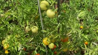 Yeşil, olgunlaşmamış domatesler yaprakların arasında bir dalda yetişiyor 5555555 33