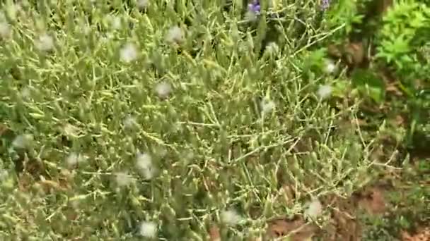 Fleur Laitue Verte Dans Jardin Pendant Saison Récolte Pour Recueillir — Video