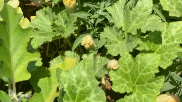 Yellow Flowers Green Carved Leaves Watermelonyellow Flowers Green Carved Leaves — Stock Video