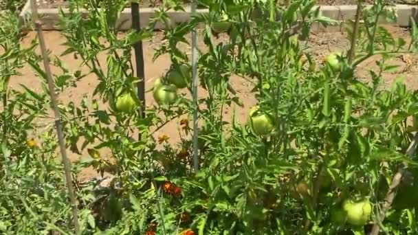 Tomates Vertes Non Mûres Sur Une Branche Parmi Les Feuilles — Video