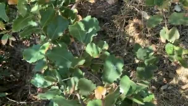 Ramo Con Foglie Quercia Kermes Noto Anche Come Quercus Coccifera — Video Stock