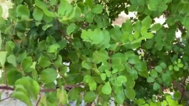 Ceratonia silikası, arka plan olarak keçiboynuzu ağacı ya da keçiboynuzu çalısı olarak bilinir. Kahverengimsi mor yenilebilir kozalar taşıyan küçük yeşil Arap ağacı. Karob fasulyesi, çikolatanın yerine kullanılır.