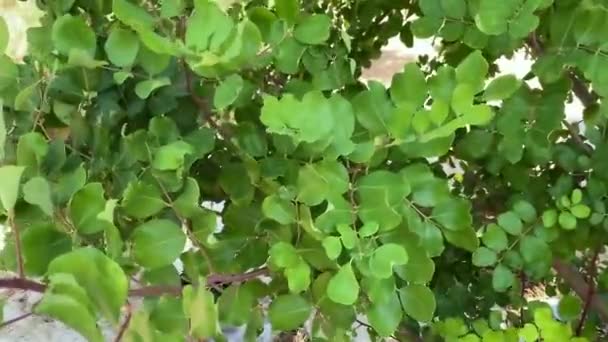 Ceratonia Siliqua Vulgarmente Conhecida Como Carob Tree Carob Bush Como — Vídeo de Stock