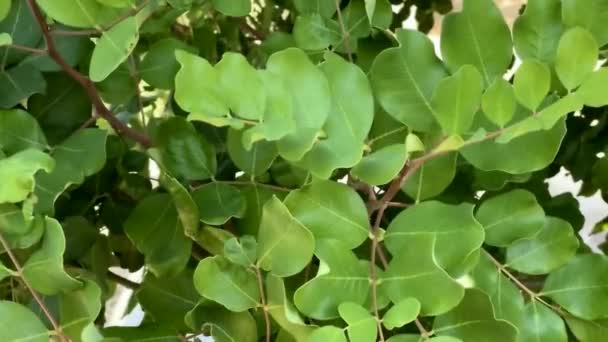 セラトニア シリカ Ceratonia Silqua 一般的にはカラボブツリーまたはカラボブシとして知られる 長い茶色がかった紫色の食用のポッドを持つ小さな常緑のアラビアの木 チョコレートの代用として使用されるカロブ豆 — ストック動画