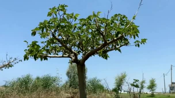Dalları Yeşil Yaz Yaprakları Olan Çınar Ağacı Gövdesi Mavi Gökyüzü — Stok video