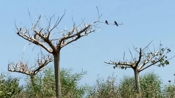 Sycamore Stromy Bez Listí Obsahující Barevnou Kůru Pozadí Modré Oblohy — Stock video