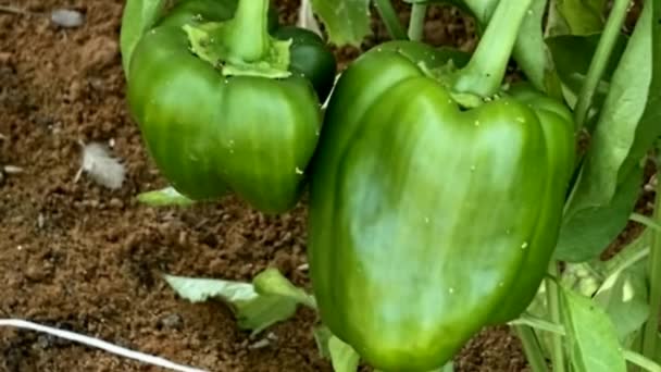 Pepe Verde Che Cresce Nel Giardino Pianta Erbacea Annuale — Video Stock