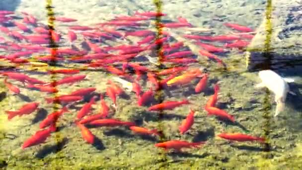 Koi Fancy Carps Fish Swimming Pond Slow Motion — Stock Video