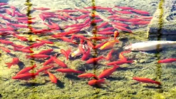 Koi Fancy Carps Fish Swimming Pond Zpomal — Stock video
