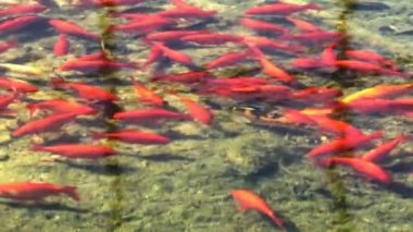 Koi, süslü sazan balıkları gölette yüzüyor. Ağır çekim. 4K