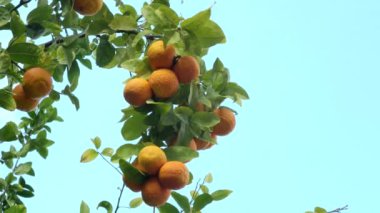 Mavi gökyüzü arka planında, güneş ışığı altında mandalina ağacı. 4K