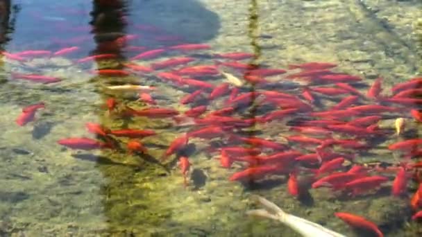 Koi Les Poissons Fantaisie Carpes Nagent Dans Étang Ralenti — Video