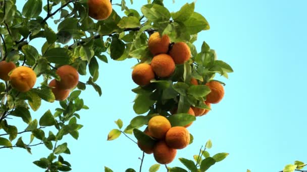 Pohon Tangerine Bawah Sinar Matahari Langit Biru Latar Belakang — Stok Video