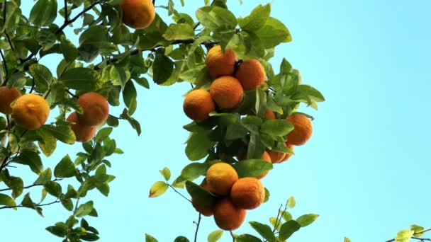 Albero Mandarino Sotto Luce Del Sole Sfondo Cielo Blu — Video Stock