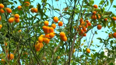 Bahçedeki Kumquat ya da Fortunella Çin narenciye ağacı. 4K