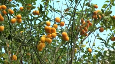 Bahçedeki Kumquat ya da Fortunella Çin narenciye ağacı. 4K