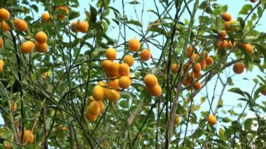 Bahçedeki Kumquat ya da Fortunella Çin narenciye ağacı. 4K