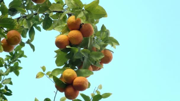 Tangerine Boom Onder Zonlicht Blauwe Lucht Achtergrond — Stockvideo