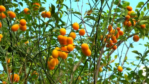 Bahçedeki Kumquat Fortunella Çin Narenciye Ağacı — Stok video
