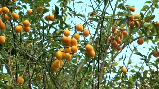 Kumquat Eller Fortunella Kinesiska Citrusträd Trädgården — Stockvideo