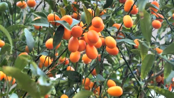 Kumquat Vagy Fortunella Kínai Citrusfa Kertben — Stock videók