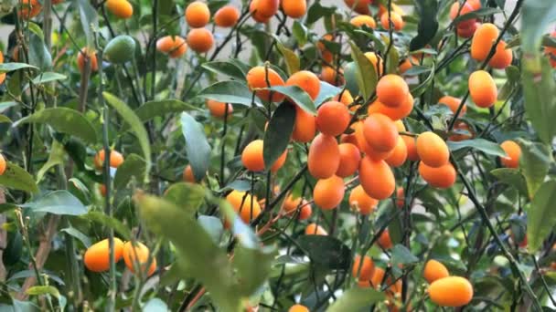 Kumquat Fortunella Chinese Citrusboom Tuin — Stockvideo