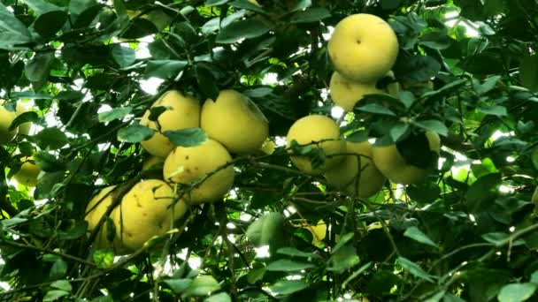 Καρποί Pamela Pomelo Citrus Maxima Citrus Grandis Στο Δέντρο Φόντο — Αρχείο Βίντεο