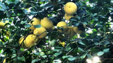 Yeşil yapraklı ağaçta Pamela ya da pomelo meyveleri (Citrus maxima, Citrus grandis) bulunur. 4K