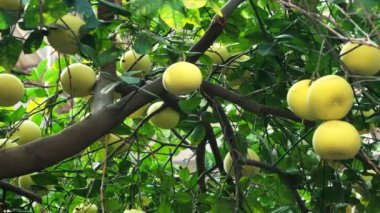Yeşil yapraklı ağaçta Pamela ya da pomelo meyveleri (Citrus maxima, Citrus grandis) bulunur. 4K