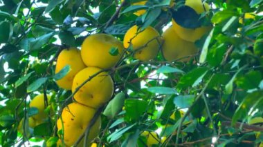 Yeşil yapraklı ağaçta Pamela ya da pomelo meyveleri (Citrus maxima, Citrus grandis) bulunur. 4K