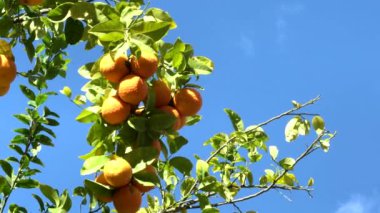 Mandalina ağacı, mavi gökyüzü bnackground 'unda güneş ışığı altında. 4K