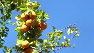 Mandalina ağacı, mavi gökyüzü bnackground 'unda güneş ışığı altında. 4K