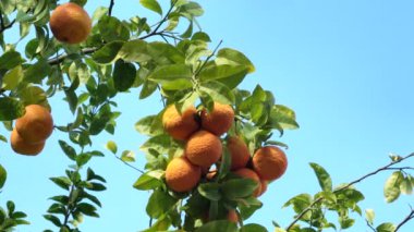 Mandalina ağacı, mavi gökyüzü bnackground 'unda güneş ışığı altında. 4K
