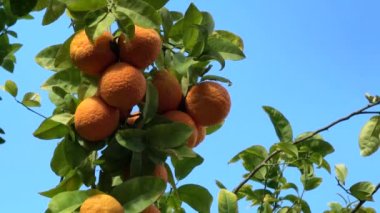 Mandalina ağacı, mavi gökyüzü bnackground 'unda güneş ışığı altında. 4K