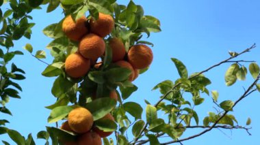Mandalina ağacı, mavi gökyüzü bnackground 'unda güneş ışığı altında. 4K