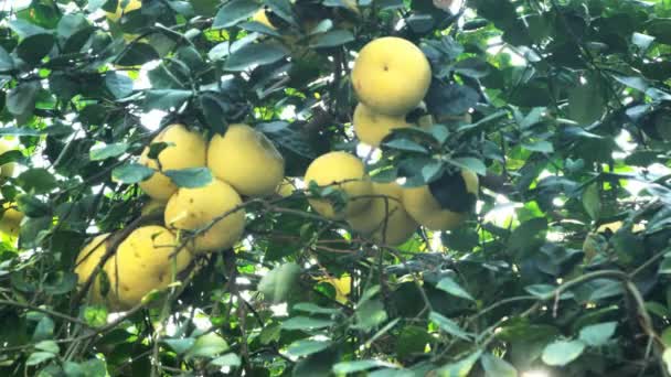 Pamela Vagy Pomelo Gyümölcsök Citrus Maxima Citrus Grandis Zöld Lombozatú — Stock videók