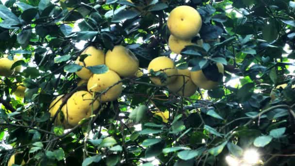 Pamela Pomelo Fruits Citrus Maxima Citrus Grandis Tree Green Foliage — Stock Video