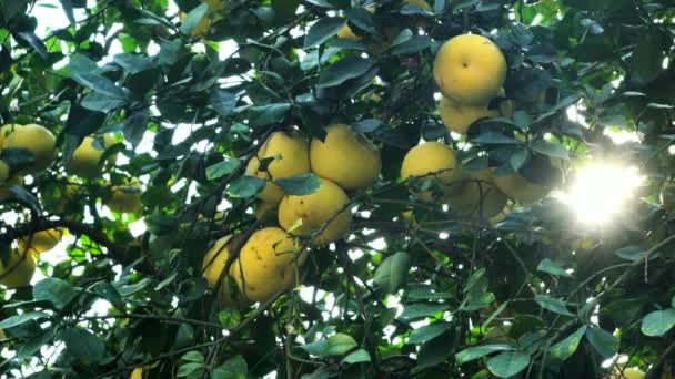 Pamela Pomelo Frutas Citrus Maxima Citrus Grandis Árvore Fundo Folhagem — Vídeo de Stock