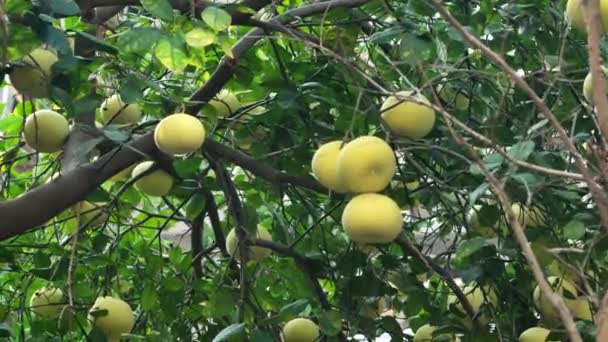Pamela Eller Pomelo Frukter Citrus Maxima Citrus Grandis Trädet Gröna — Stockvideo