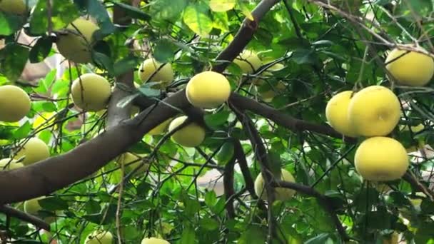 Pamela Vagy Pomelo Gyümölcsök Citrus Maxima Citrus Grandis Zöld Lombozatú — Stock videók
