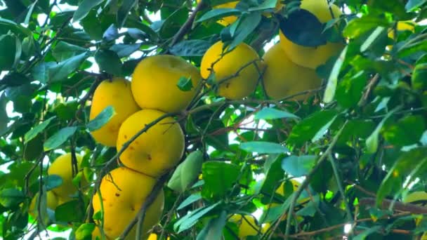 Yeşil Yapraklı Ağaçta Pamela Pomelo Meyveleri Citrus Maxima Citrus Grandis — Stok video