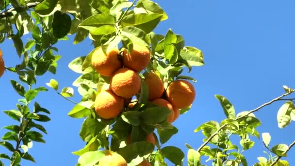 Pohon Tangerine Bawah Sinar Matahari Langit Biru Tanah Yang Gersang — Stok Video