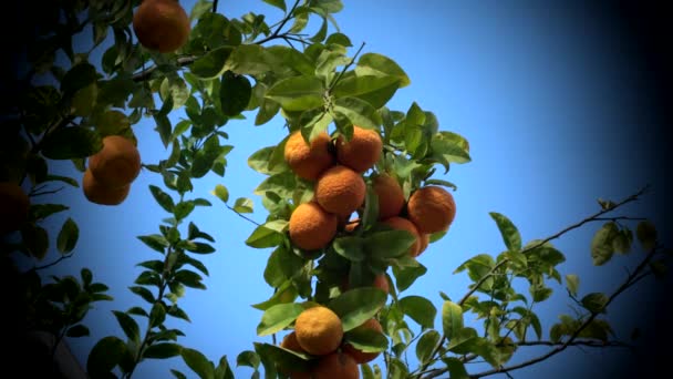 Tangerine Träd Solljus Blå Himmel Bnackground Svart Vinjett — Stockvideo