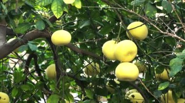 Yeşil yapraklı ağaçta Pamela ya da pomelo meyveleri (Citrus maxima, Citrus grandis) bulunur. 4K