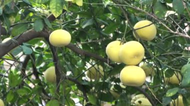 Yeşil yapraklı ağaçta Pamela ya da pomelo meyveleri (Citrus maxima, Citrus grandis) bulunur. 4K