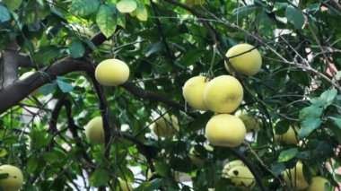 Yeşil yapraklı ağaçta Pamela ya da pomelo meyveleri (Citrus maxima, Citrus grandis) bulunur. 4K